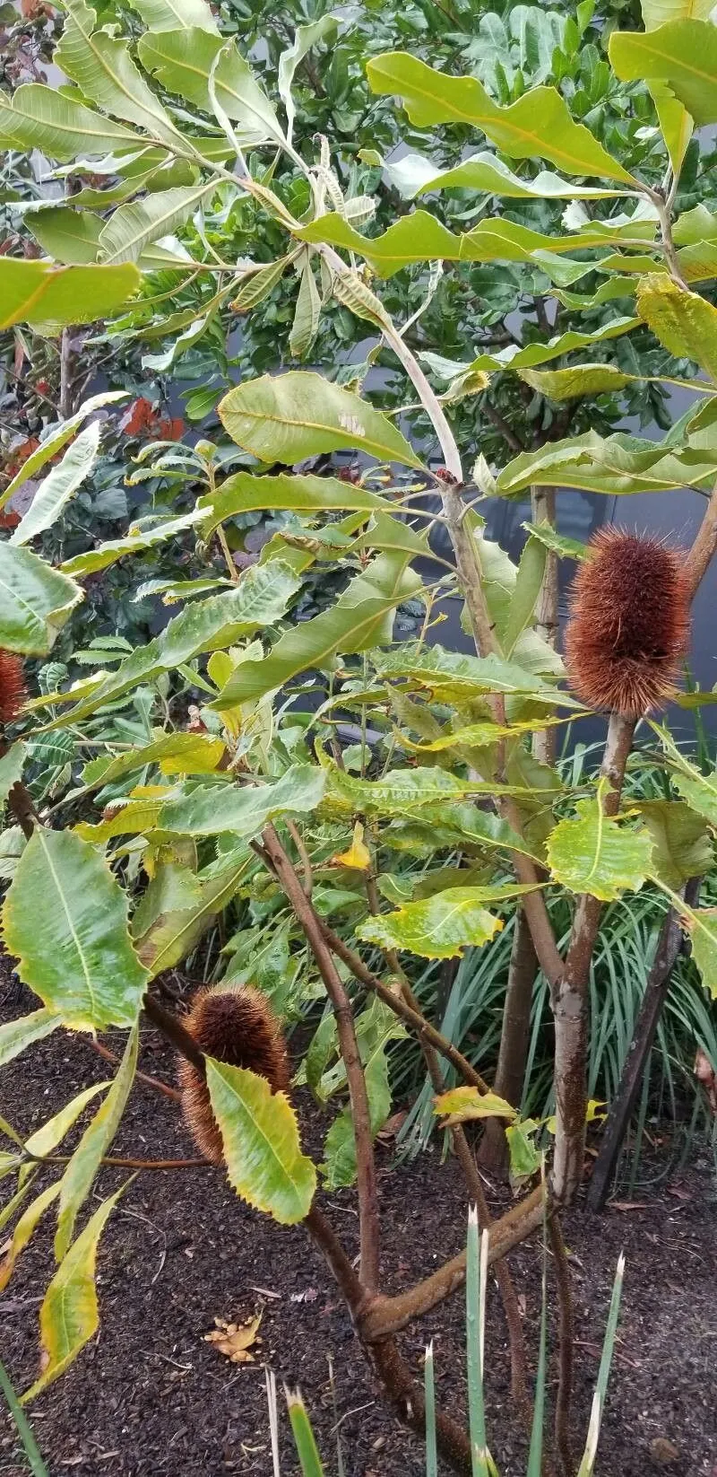 Broadleaf banksia (Banksia robur, Anales Hist. Nat. 1: 226 (1799))