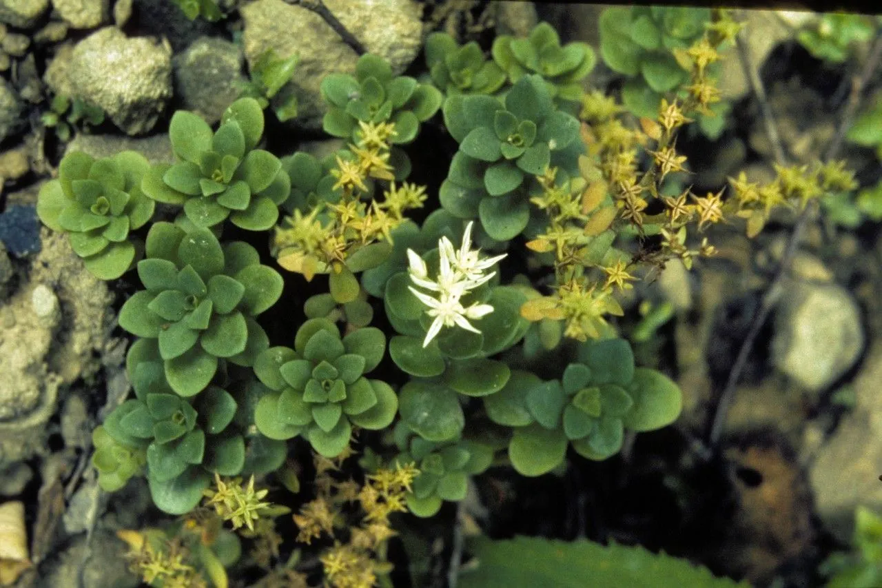 Wild stonecrop (Sedum ternatum, Fl. Bor.-Amer. 1: 277 (1803))