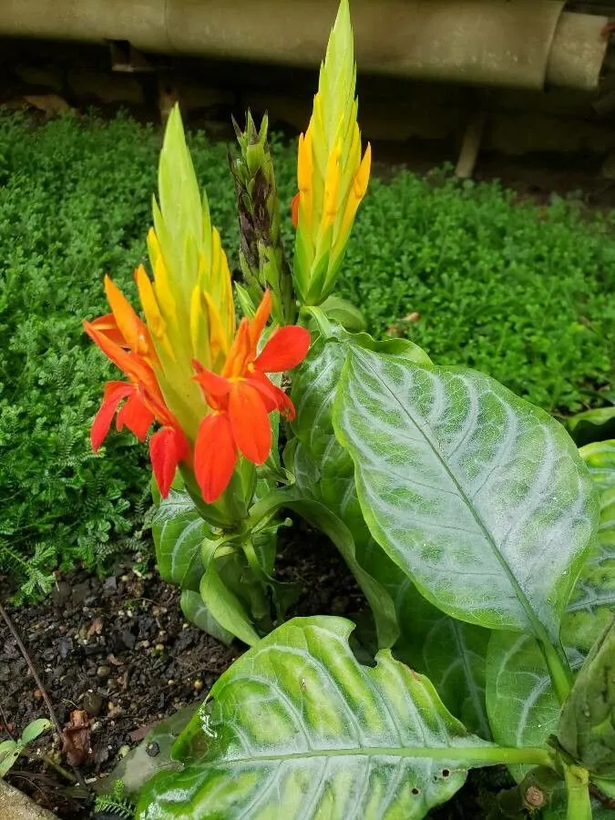 Fiery spike (Aphelandra aurantiaca, Edwards’s Bot. Reg. 31: t. 12 (1845))