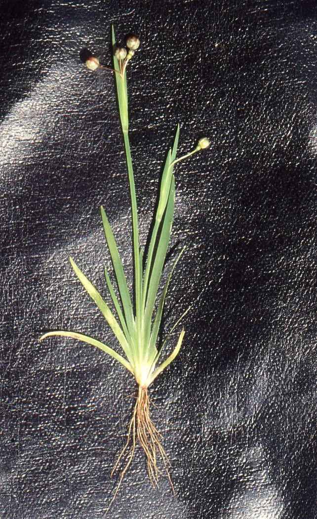 American blue-eyed-grass (Sisyrinchium montanum, Pittonia 4: 33 (1899))