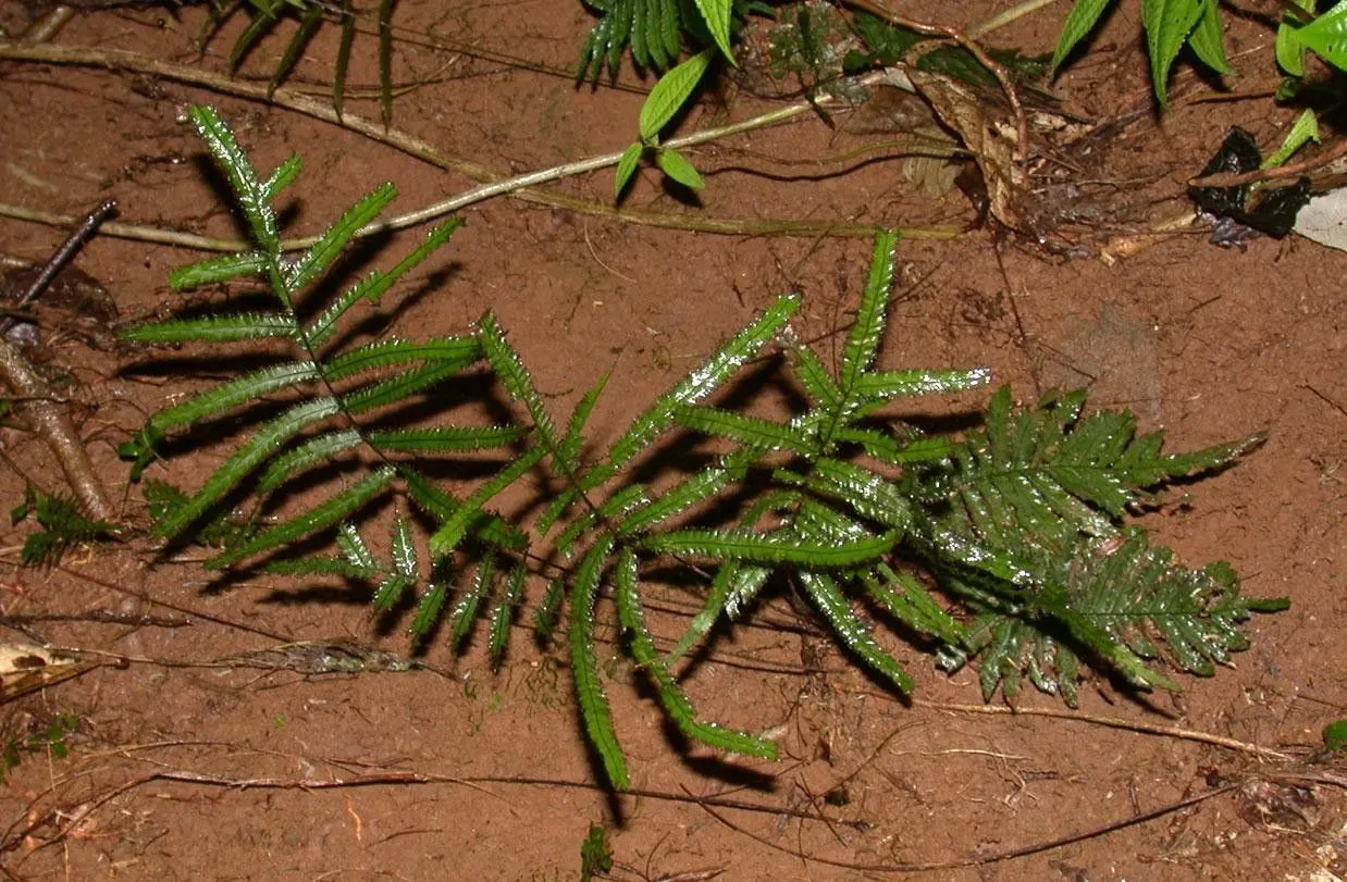 Tansy bristle fern (Trichomanes pinnatum, : [17] (1799))