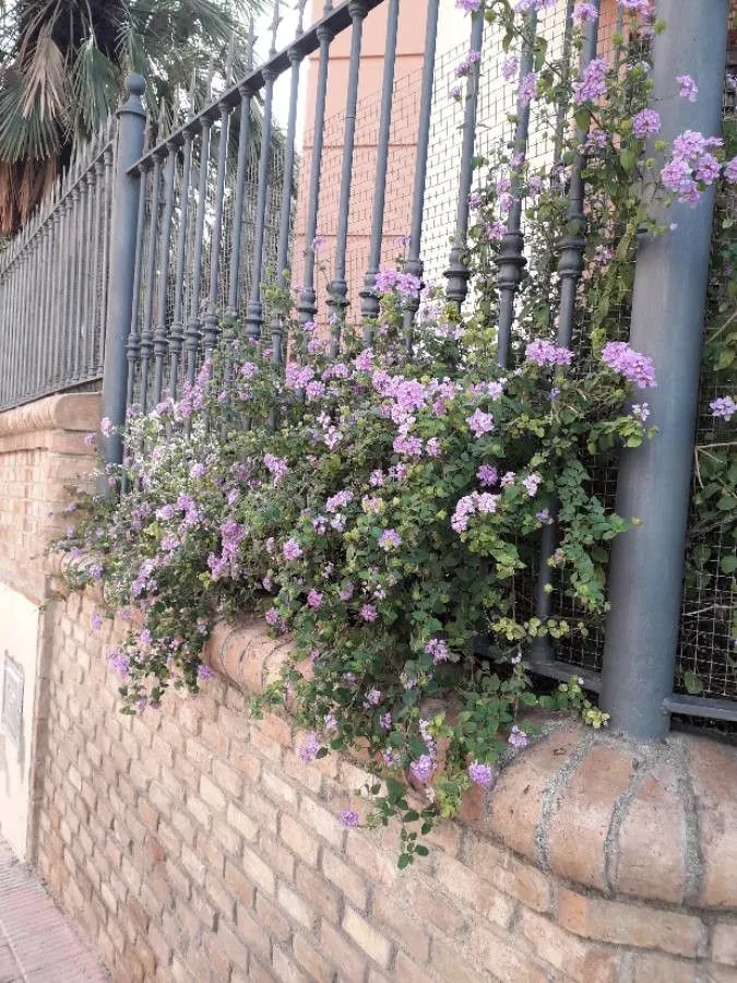 Purple lantana (Lantana montevidensis, Annuaire Conserv. Jard. Bot. Genève 7-8: 301 (1904))