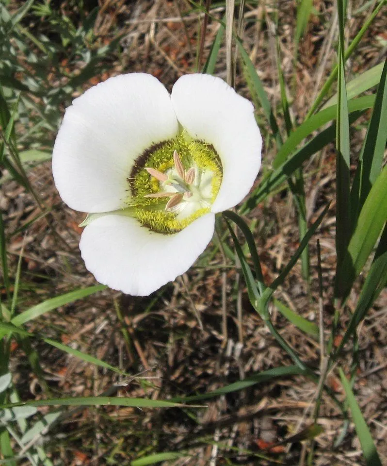 Sego lily (Calochortus nuttallii, Edwards’s Bot. Reg. 19: t. 1567 (1833))