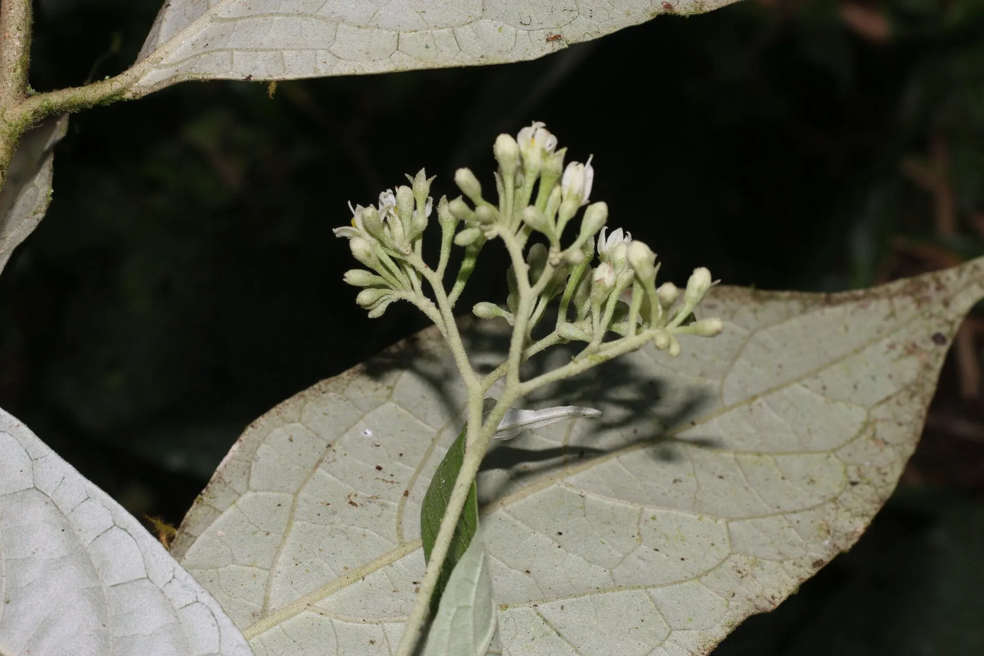 Riedle’s nightshade (Solanum schlechtendalianum, Repert. Bot. Syst. 3: 61)