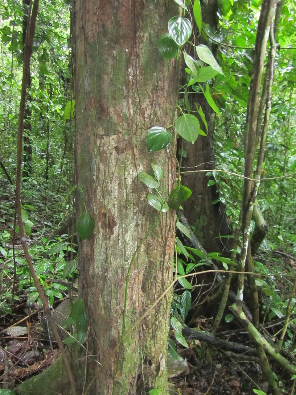 Black manwood (Minquartia guianensis, Hist. pl. Guiane suppl. 4, t. 370. 1775)