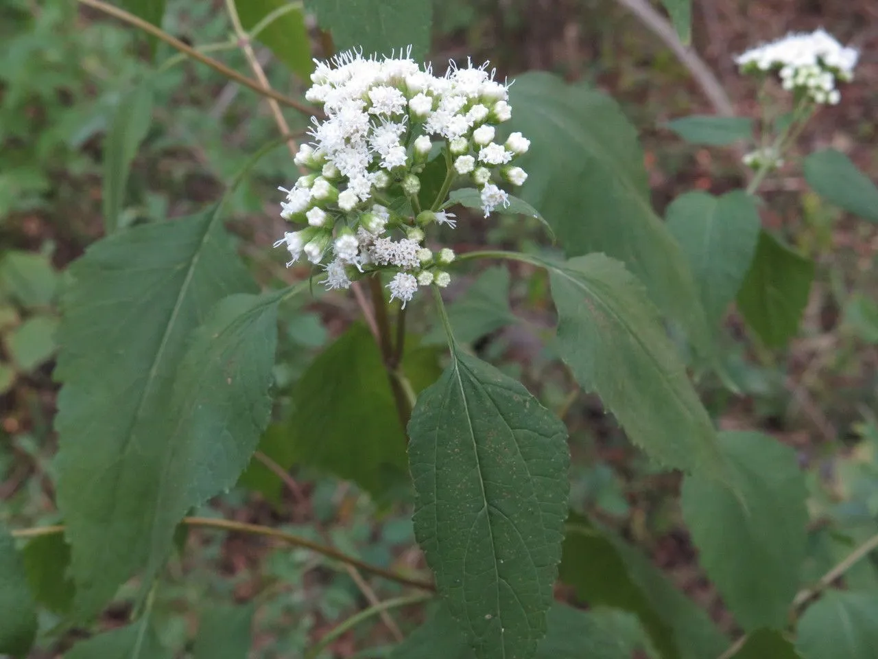 Lesser snakeroot (Ageratina aromatica, Hist. Nat. Vég. (Spach) 10: 286 (1841))