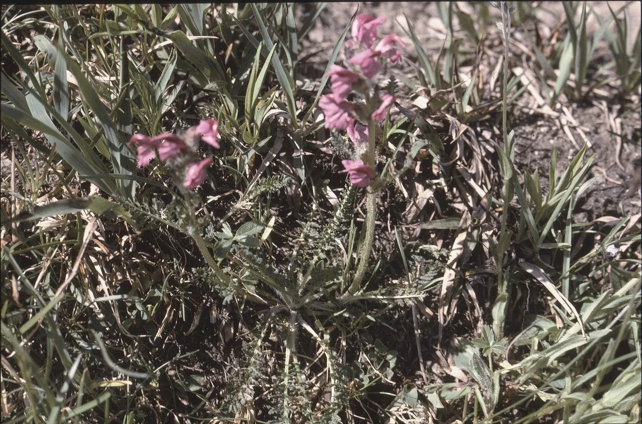 Mount cenis lousewort (Pedicularis cenisia, Fl. Helv. 4: 132 (1829))