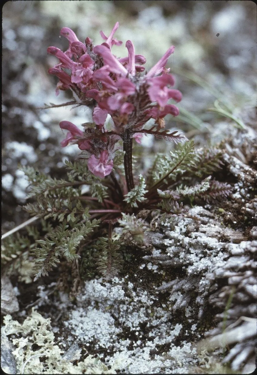 Pink lousewort (Pedicularis rosea, N.J.von Jacquin, Misc. Austriac. 2: 57 (1781))