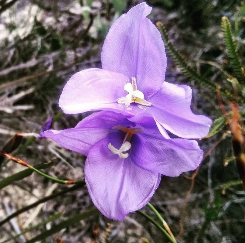 Long purple-flag (Patersonia occidentalis, Prodr. Fl. Nov. Holland.: 304 (1810))