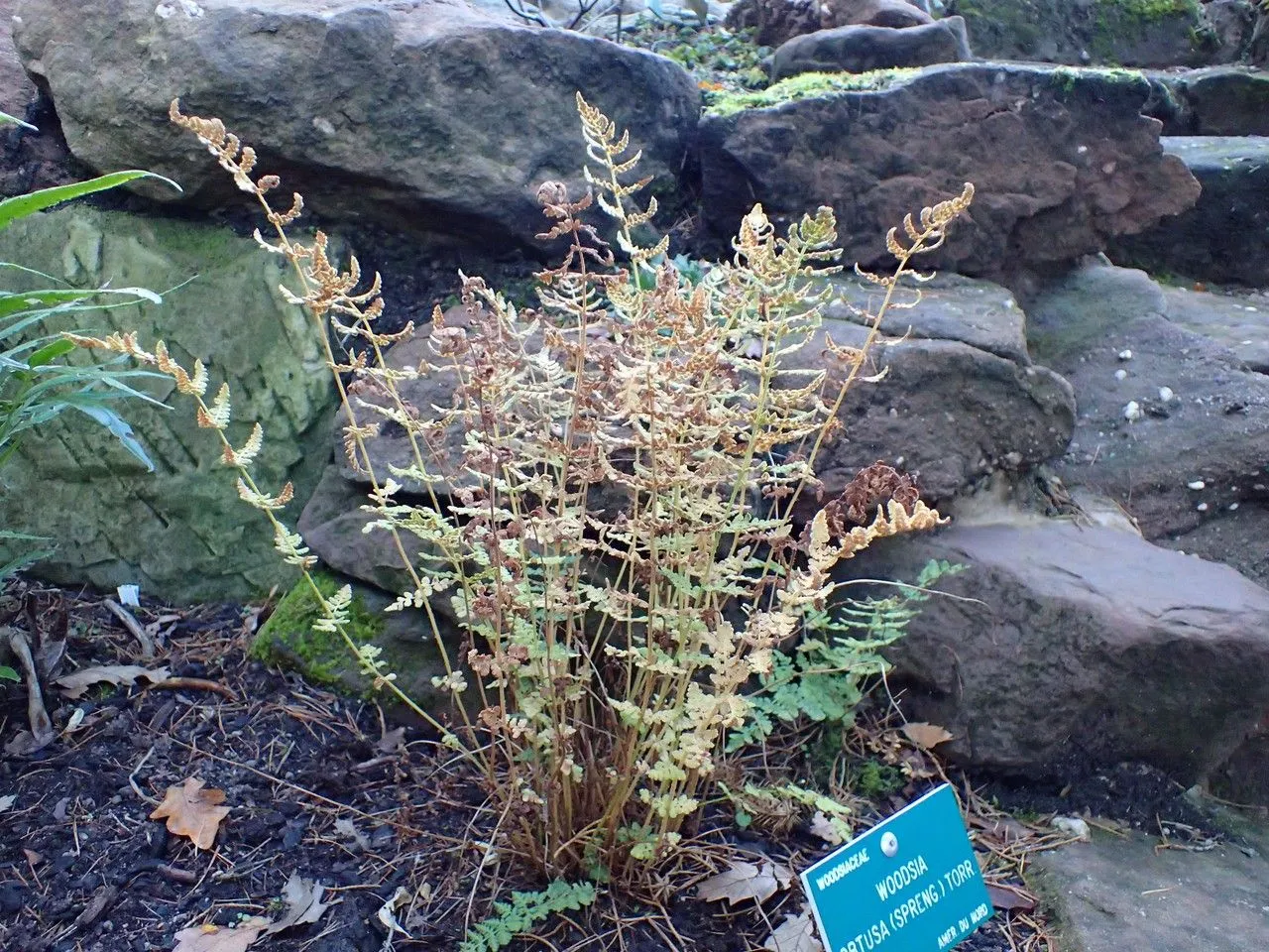 Blunt-lobe woodsia (Woodsia obtusa, Rep. Bot. Dep. Surv. New York, no. 50, Assembly: 195 (1840))