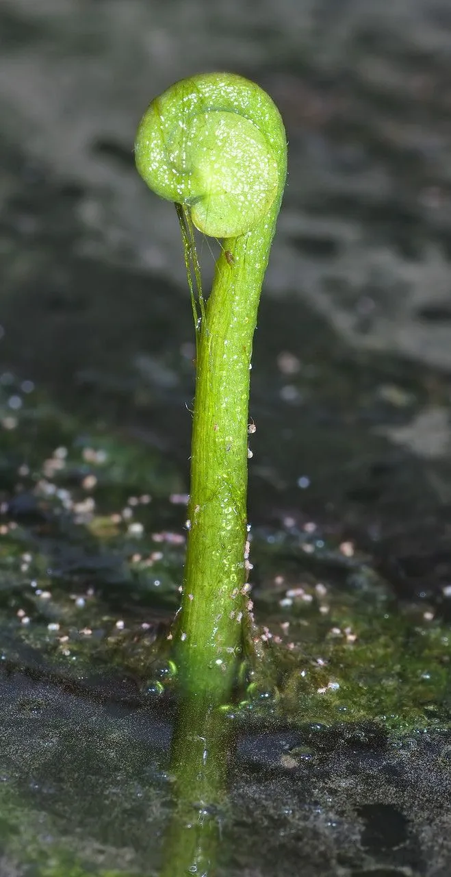 Whorled marsh pennywort (Hydrocotyle verticillata, Hydrocotyle: 5 (1798))