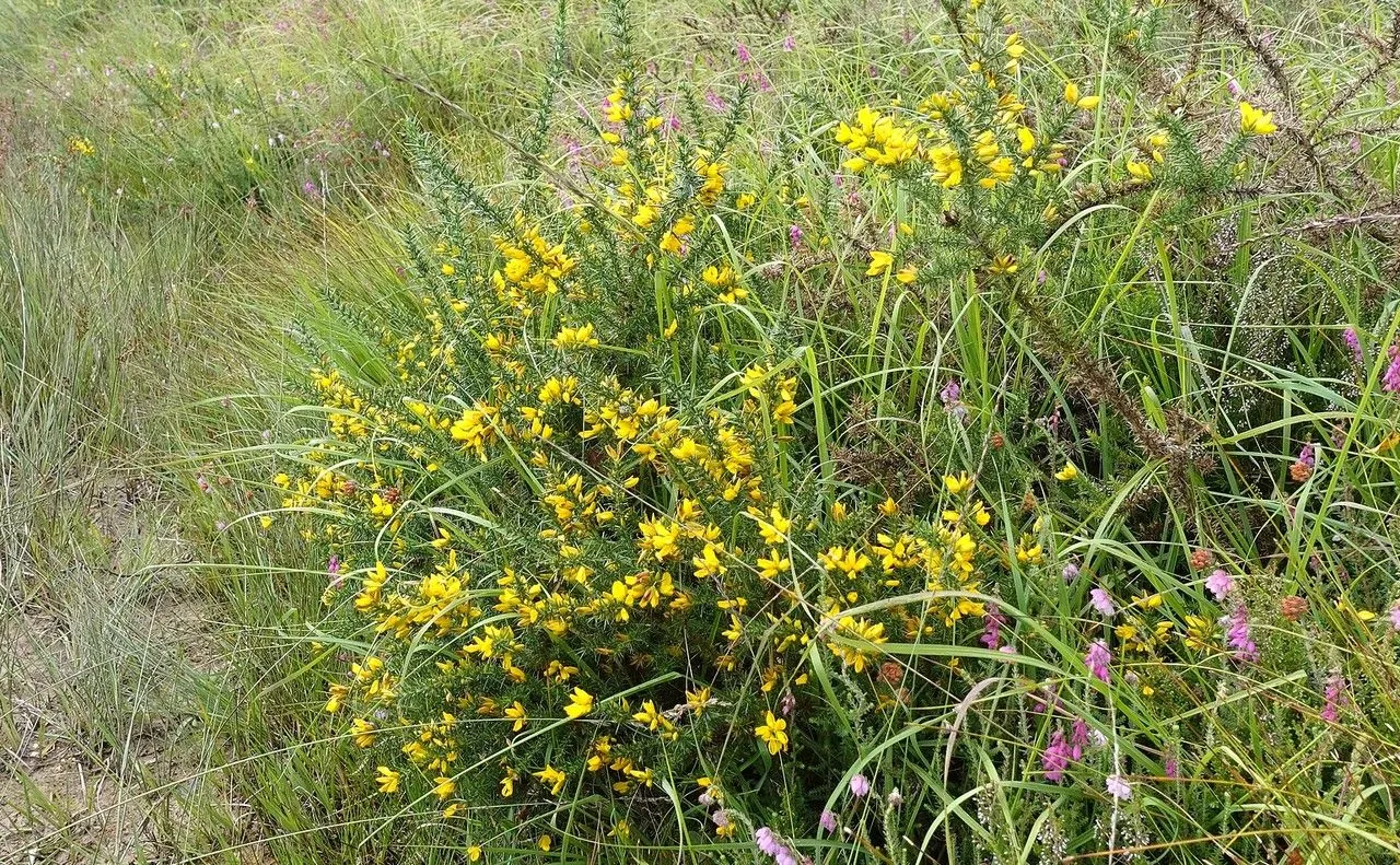 Western gorse (Ulex gallii, Ann. Sci. Nat., Bot., sér. 3, 11: 213 (1849))