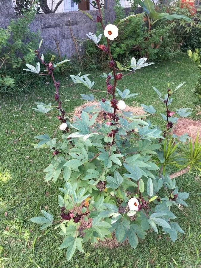 Indian-sorrel (Hibiscus sabdariffa, Sp. Pl.: 695 (1753))