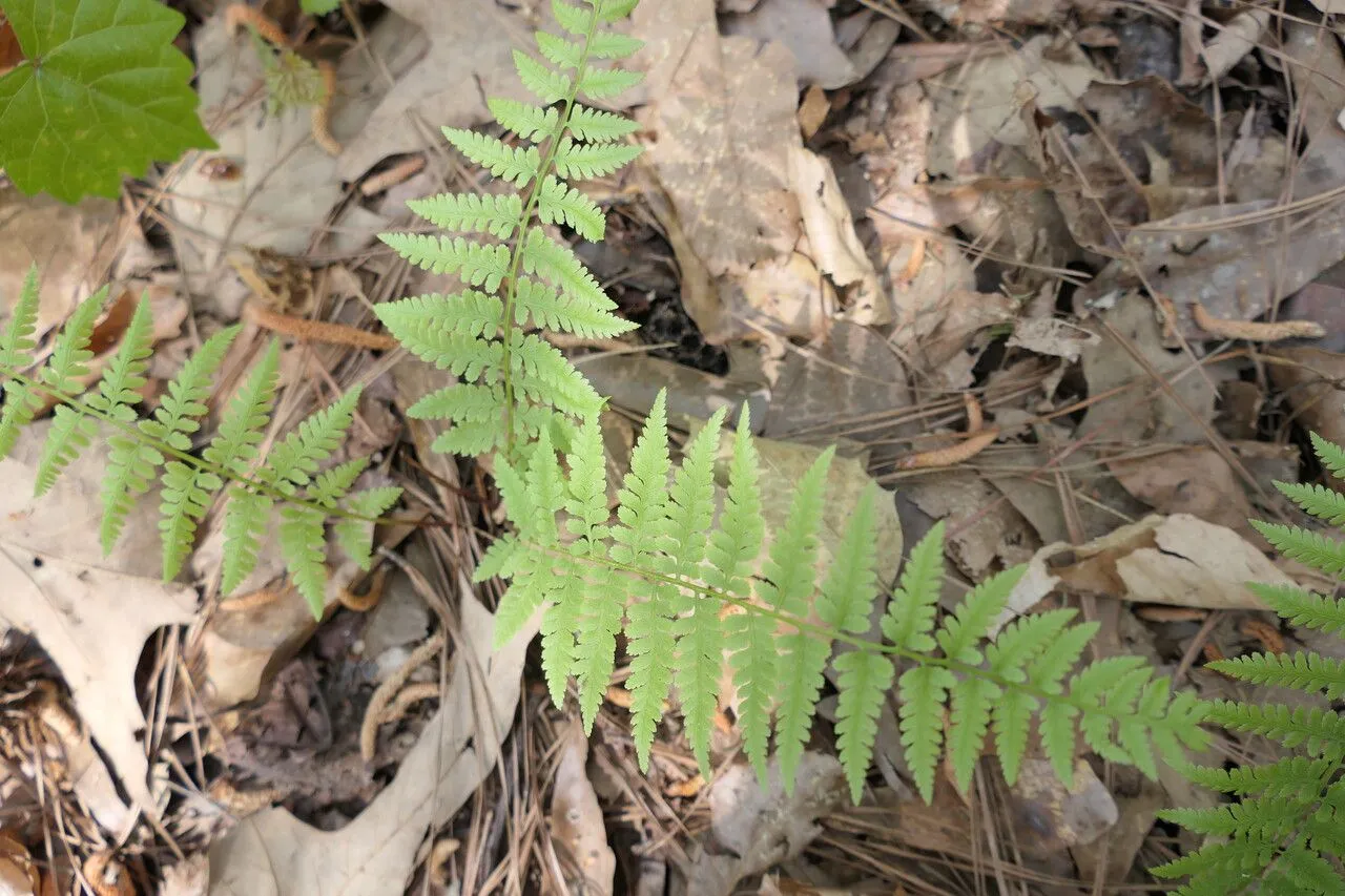 Asplenium ladyfern (Athyrium asplenioides, Mém. Soc. Linn. Paris 6: 266 (1827))