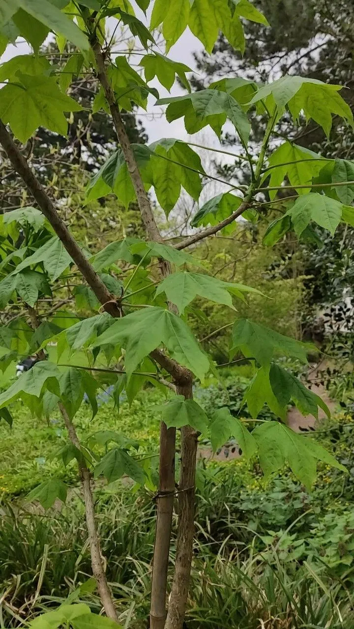 Tree-aralia (Kalopanax septemlobus, Bot. Mag. (Tokyo) 39: 306 (1925))