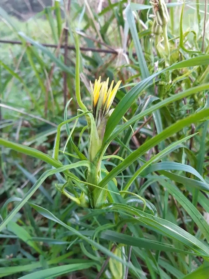 Yellow salsify (Tragopogon dubius, Fl. Carniol., ed. 2, 2: 95 (1771))