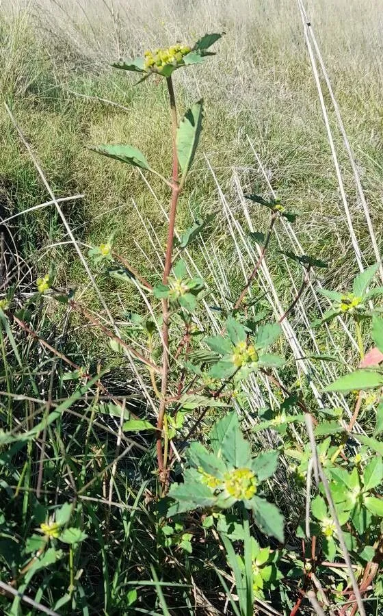 Toothed spurge (Euphorbia dentata, Fl. Bor.-Amer. 2: 211 (1803))