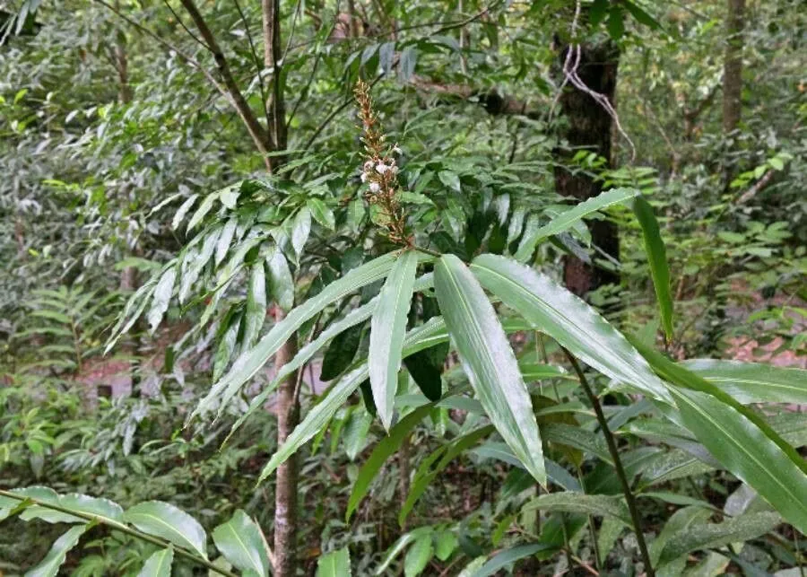 Blue berry ginger (Alpinia caerulea, Fl. Austral. 6: 265 (1873))