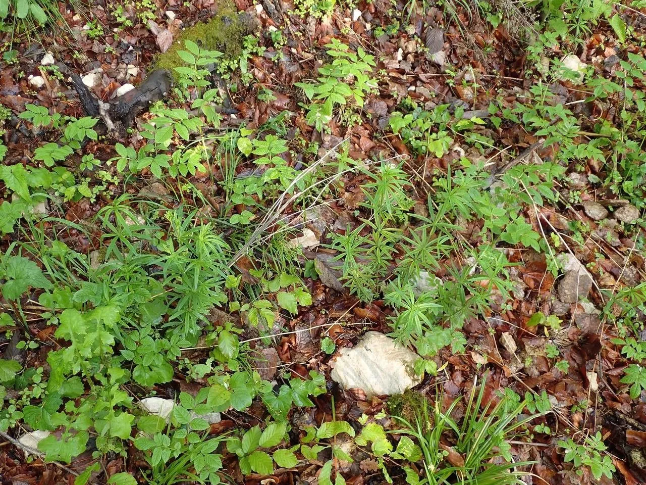 Awned bedstraw (Galium aristatum, Sp. Pl. ed. 2.: 152 (1762))