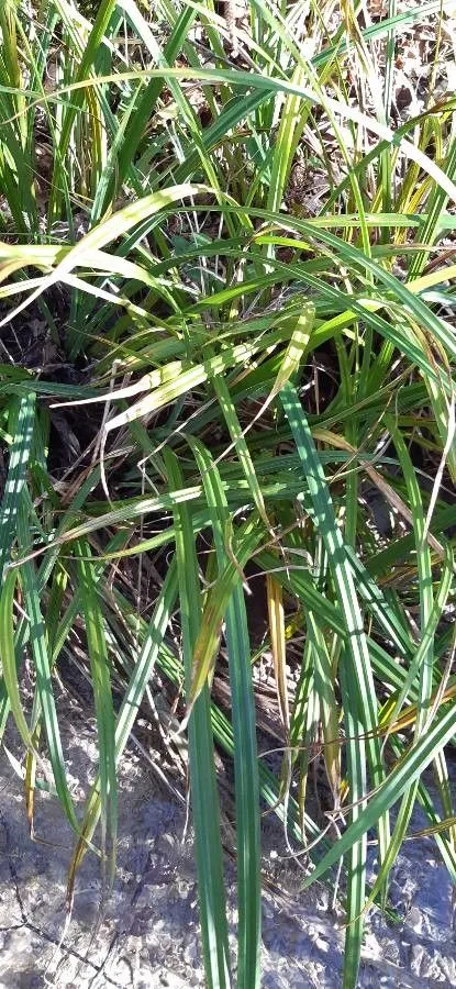 Russet sedge (Carex parviflora, Icon. Descr. Gram. Austriac. 1: 64 (1801))