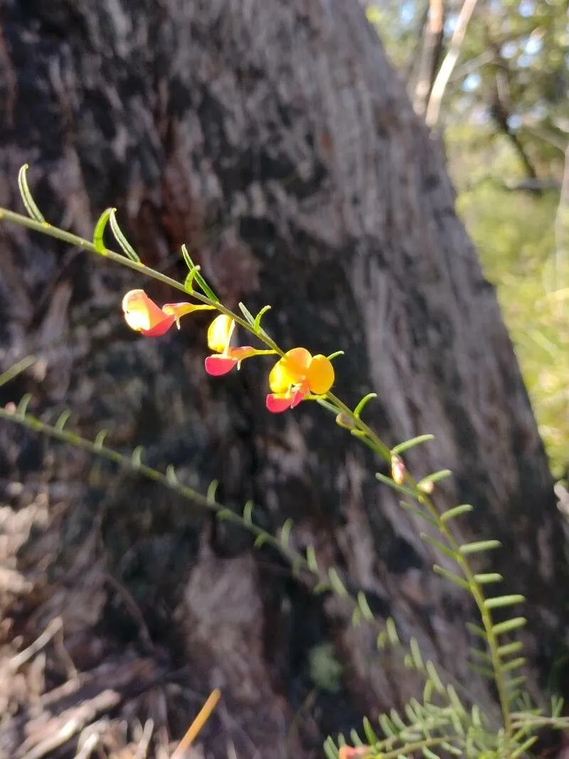 Autumn-flowering pea (Bossiaea heterophylla, Descr. Pl. Nouv.: t. 7 (1800))