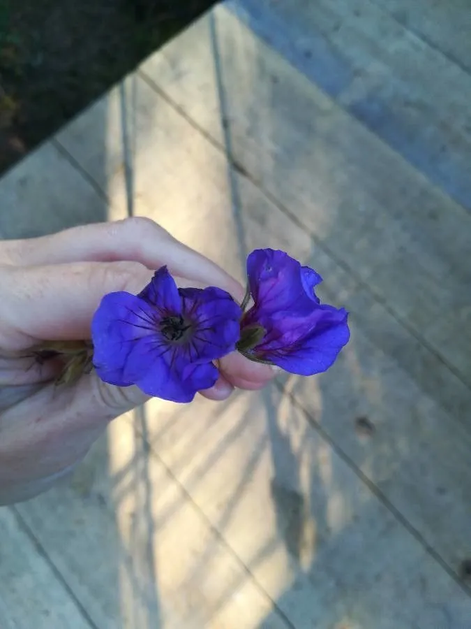 Woolly geranium (Geranium erianthum, Prodr. 1: 641 (1824))