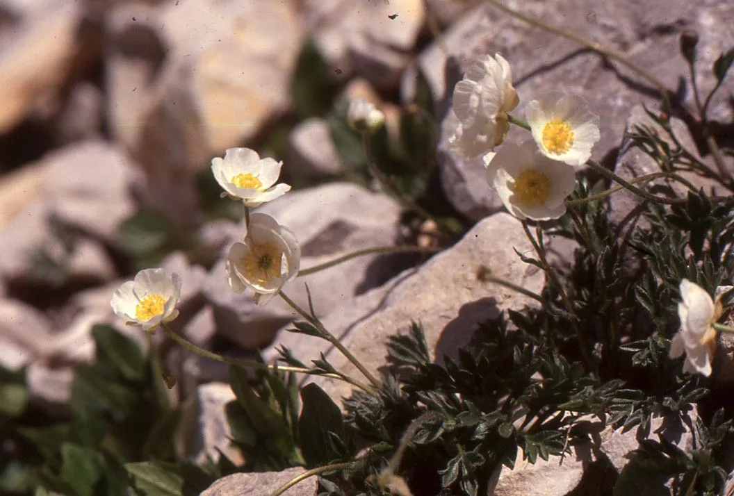 Sguier-hahnenfu (Ranunculus seguieri, Prosp. Hist. Pl. Dauphiné: 50 (1779))