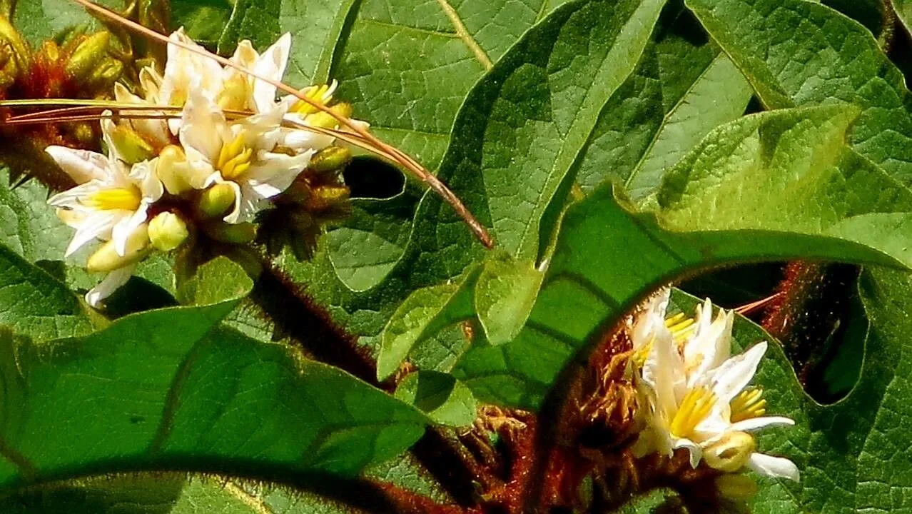 Giant devil’s-fig (Solanum chrysotrichum, Linnaea 19: 304 (1846))