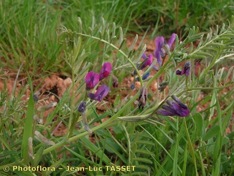 Bard vetch (Vicia monantha, Observ. Bot. 3: 39 (1783))