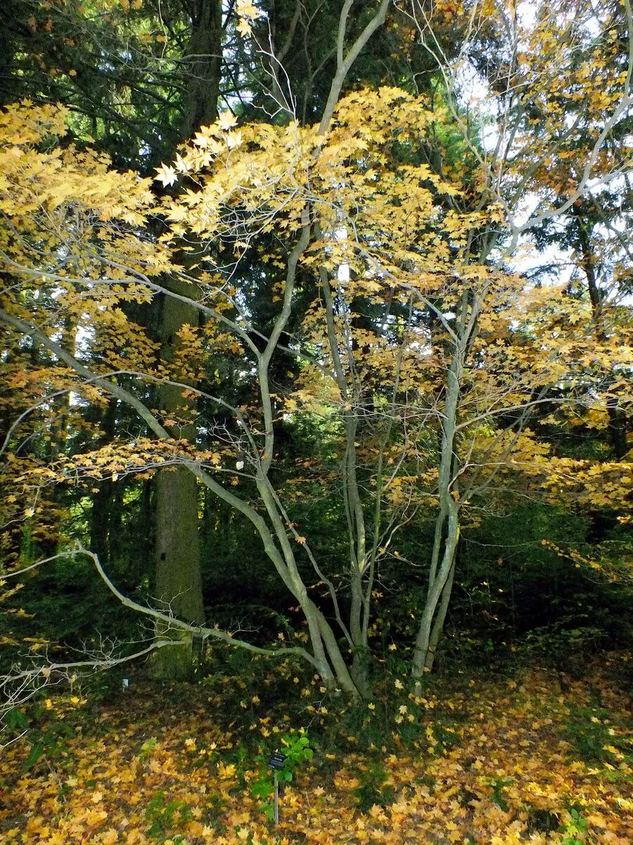 Shirasawa’s maple (Acer shirasawanum, J. Coll. Sci. Imp. Univ. Tokyo 32(1): 38 (1911))