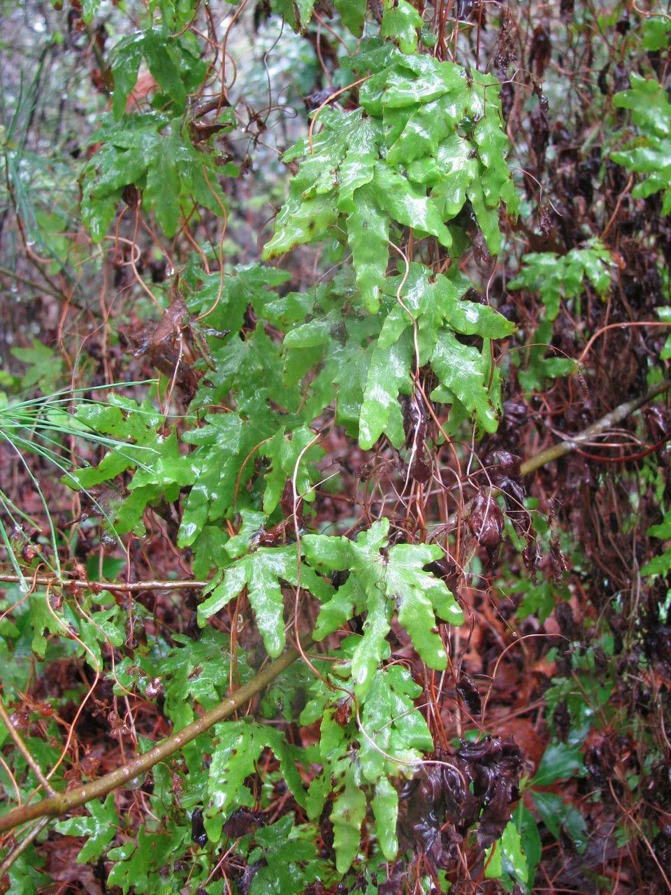 American climbing fern (Lygodium palmatum, Syn. Fil.: 154 (1806))