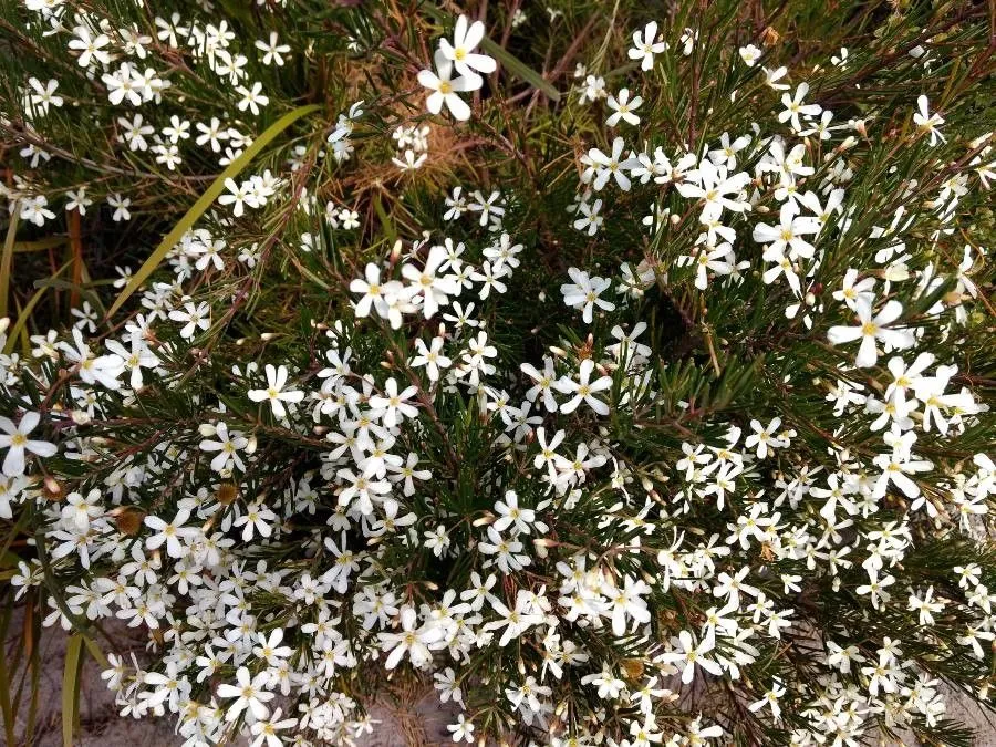 Weddingbush (Ricinocarpos pinifolius, Mém. Mus. Hist. Nat. 3: 459 (1817))