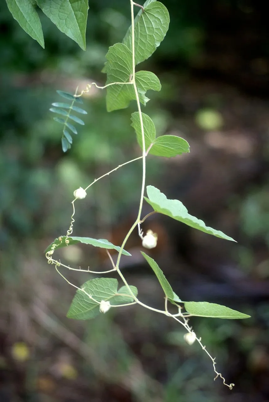 Faux persil (Cardiospermum corindum, Sp. Pl. ed. 2: 526 (1762))