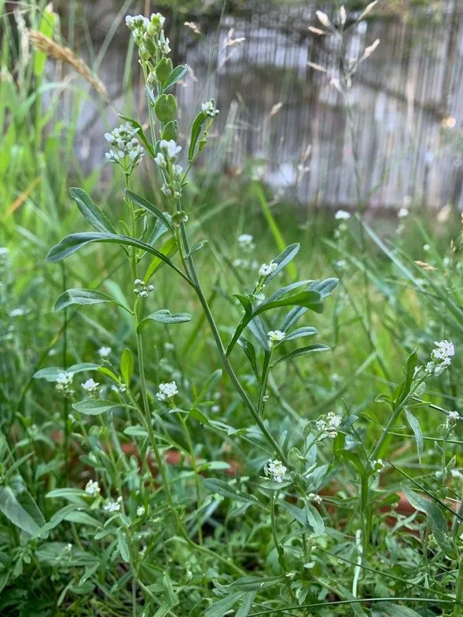 Garden cress (Lepidium sativum, Sp. pl. 2:644. 1753)