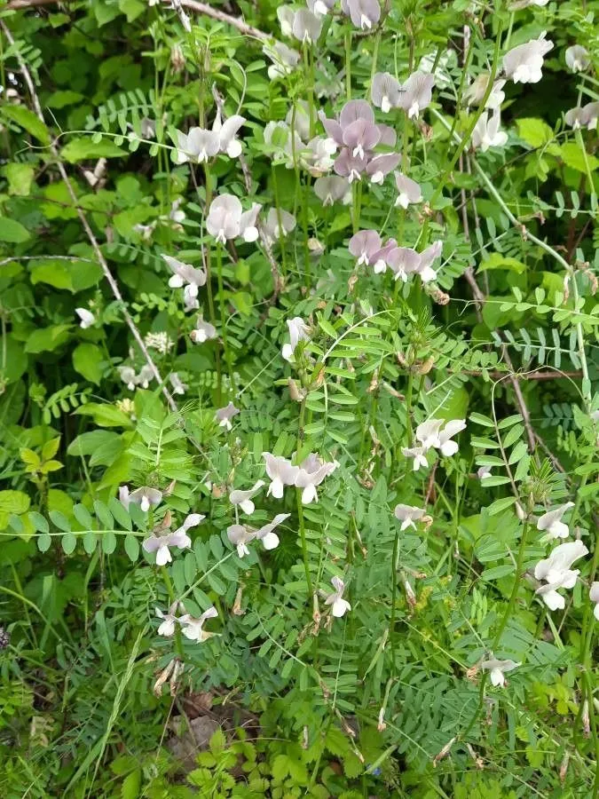 Large yellow vetch (Vicia grandiflora, Fl. Carniol., ed. 2, 2: 65 (1771))