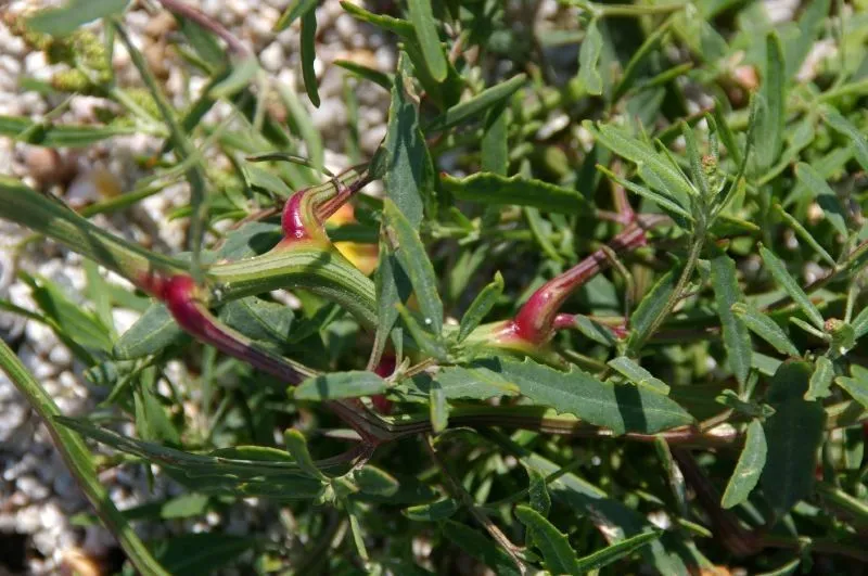 Narrow-leaf atriplex (Atriplex littoralis, Sp. Pl.: 1054 (1753))