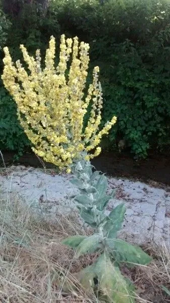 Broad-leaf mullein (Verbascum pulverulentum, Prosp. Hist. Pl. Dauphiné: 22 (1779))