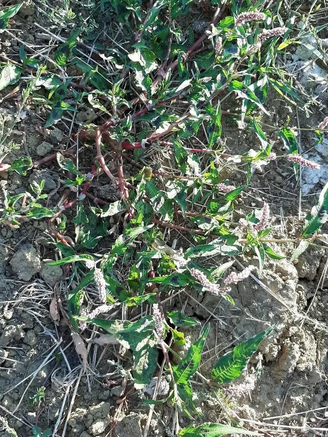 Pale knotweed (Persicaria lapathifolia, Fl. Auvergne, ed. 2: 519 (1800))