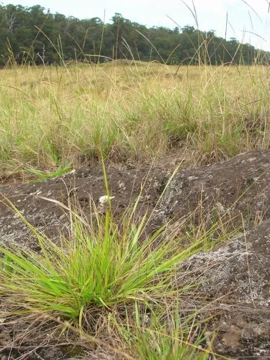 Cuming’s lovegrass (Eragrostis cumingii, Syn. Pl. Glumac. 1: 266 (1854))