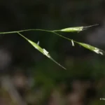 Poaceae