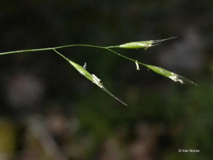 Western fescue (Festuca occidentalis, Fl. Bor.-Amer. 2: 249 (1840))