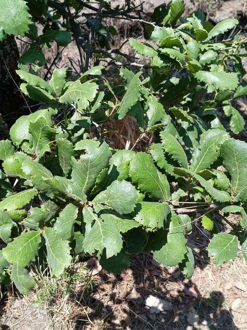 Netleaf oak (Quercus rugosa, Anales Ci. Nat. 3: 275 (1801))