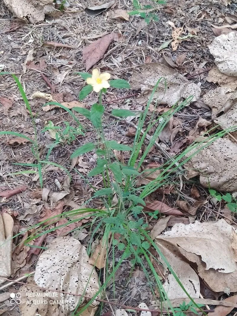 Broomweed (Malvastrum coromandelianum, Bonplandia (Hannover) 5: 297 (1857))