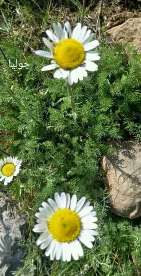 Erect chamomile (Cota altissima, Fl. Sicul. Syn. 2: 867 (1855))