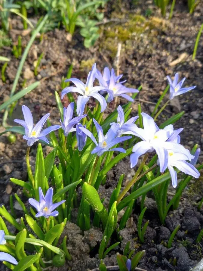 Boissier’s glory-of-the-snow (Scilla luciliae, Oesterr. Bot. Z. 119: 14 (1971))