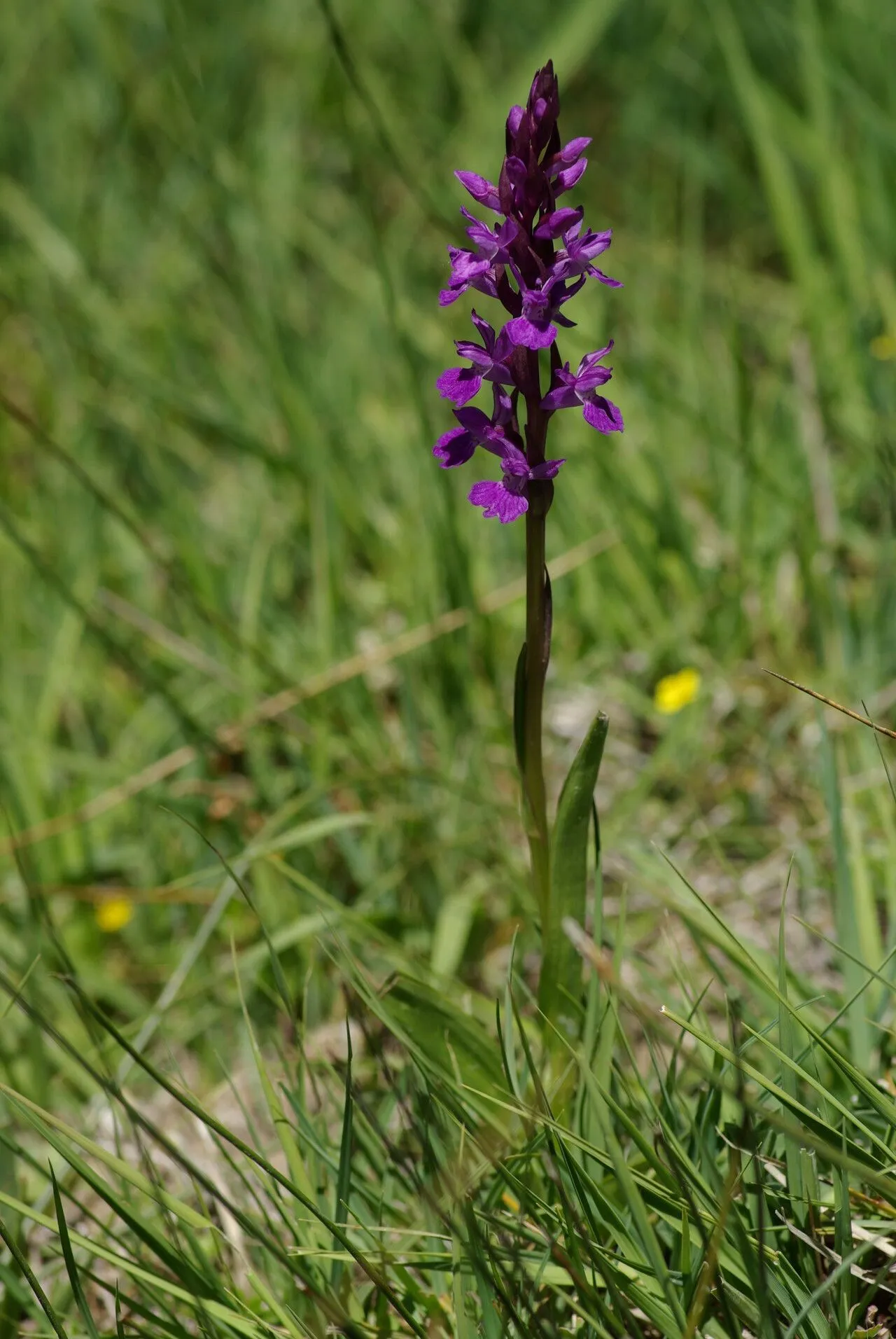 Stately dactylorhiza (Dactylorhiza elata, Nom. nov. gen. Dactylorhiza 7. 1962)