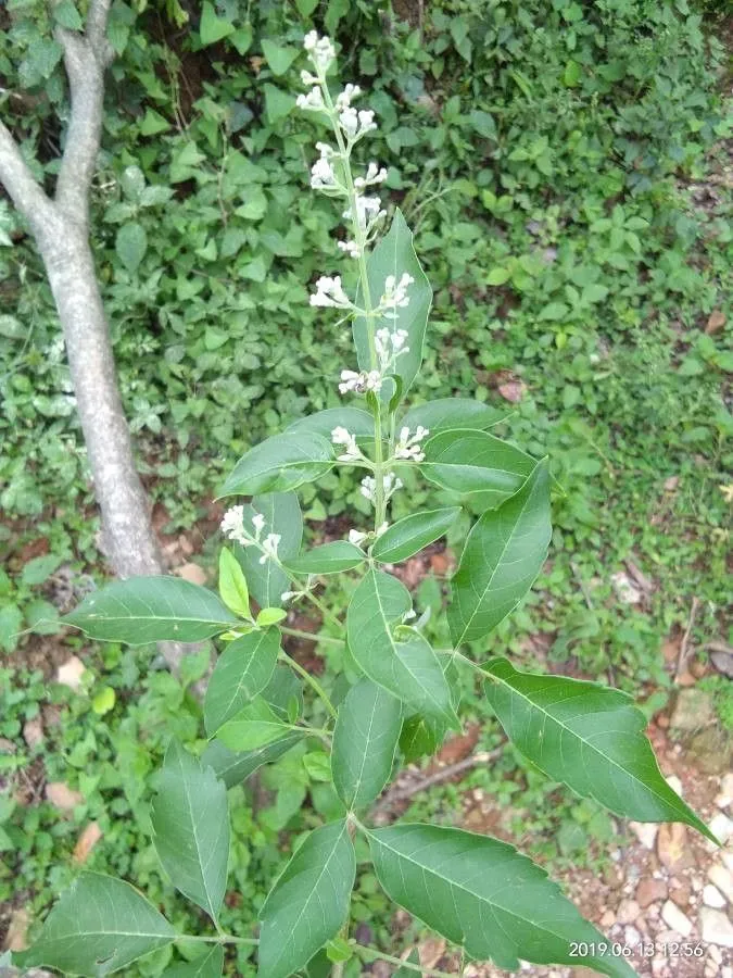 Chinese chastetree (Vitex negundo, Sp. Pl.: 638 (1753))