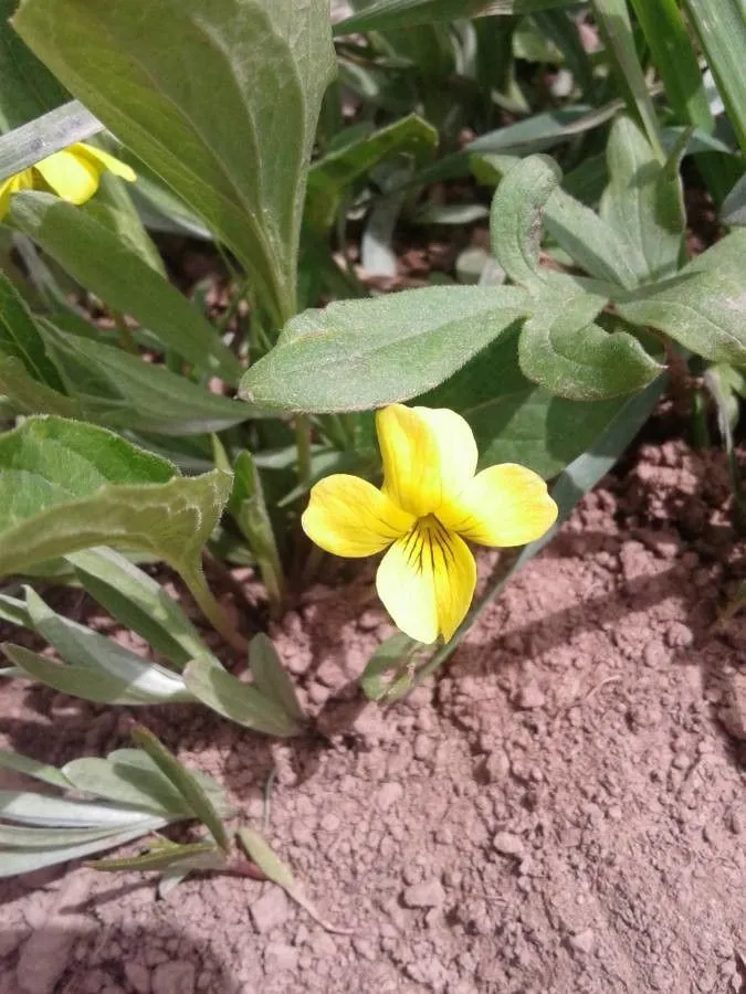 Pine violet (Viola purpurea, Proc. Calif. Acad. Sci. 1: 56 (1855))