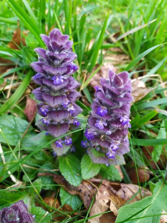 Pyramid bugle (Ajuga pyramidalis, Sp. Pl.: 561 (1753))