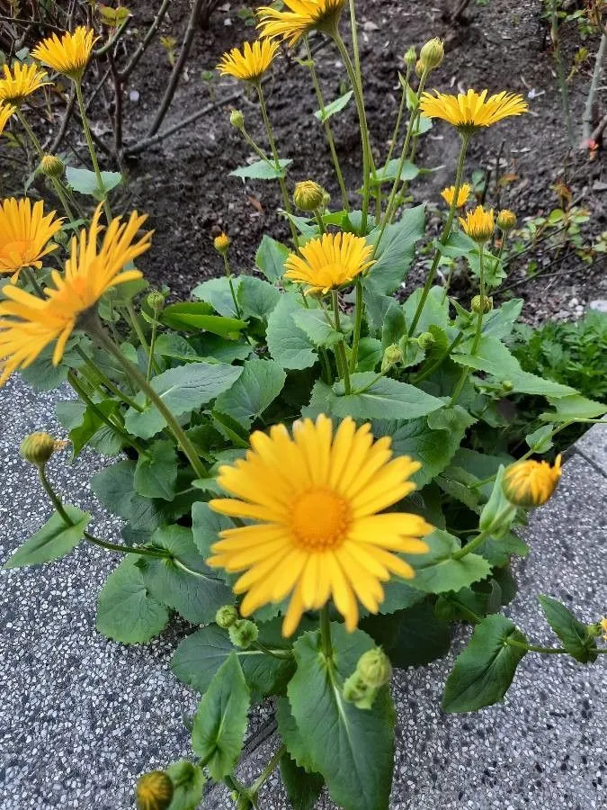 Plantain-leaf leopard’s-bane (Doronicum plantagineum, Sp. Pl.: 885 (1753))